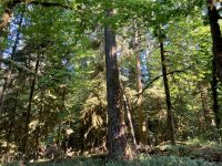 13. Reisetag – Von Whistler nach Tofino – Spaziergang durch den Cathedral Cove im MacMillan Provincial Park