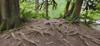 131  Mc Millian Provincial Park
