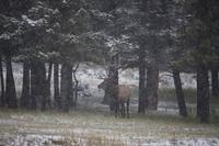 134. Wapiti