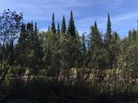 136 Algonquin Park