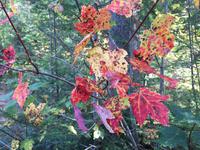 138 Algonquin Park
