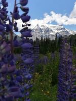 140 Mount Robson