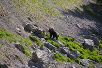 Unser erster Bär...haben wir ein Glück!!! am Pyramid Lake