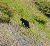 Unser erster Bär...haben wir ein Glück!!!