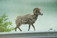 Bergziegen beim Fellwechsel