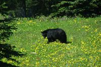 Ein Schwarzbär beim Blumenschmaus