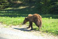 Ein magerer Grizzlybär