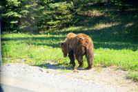 Ein magerer Grizzlybär