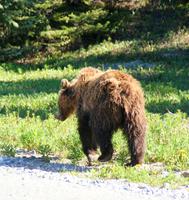 Ein magerer Grizzlybär