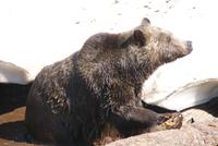 Grizzleybär auf Grouse Mountain