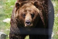 Grizzleybär auf Grouse Mountain