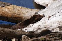 Chillen auf Grouse Mountain