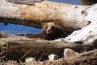 Grizzleybär auf Grouse Mountain