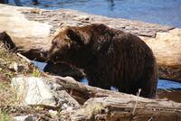 Grizzleybär auf Grouse Mountain