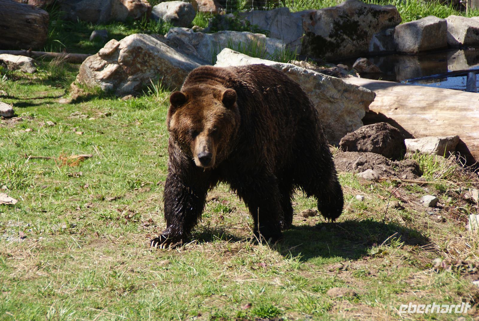 Grizzleybär auf Grouse Mountain