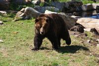 Grizzleybär auf Grouse Mountain