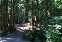 Spaziergang im Regenwald