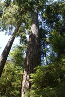 Alte Baumriesen im Regenwald