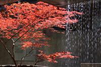 An der Lachszuchtstation