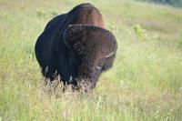 Bisonbulle Riding Mountain NP