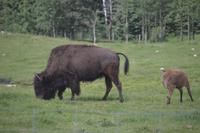 Bisonkuh mit Kalb Riding Mountain NP