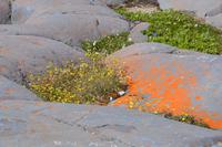Botanik und Flechten in der Tundra Churchill
