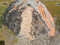 Farbenfrohe Flechten in der Tundra