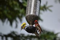 Gold- und Purpurfink Riding Mountain NP