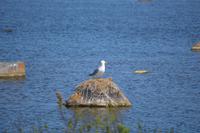 Heringsmöwe mit Küken Churchill