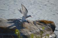 Küstenseeschwalbe in Churchill