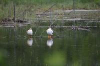 Nashornpelikane Riding Mountain NP
