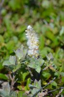 Wollige Weide ein Zwergbaum in der Tundra