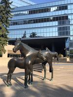 Calgary und seine Pferde