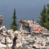 DAS Streifenhoernchen