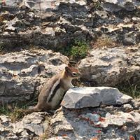 Das andere Streifenhoernchen