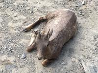 Muedes Krummhornschaf