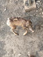 Das alte Fell juckt aber ! 