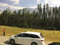 Ein Grizzly frisst im Grass neben der Autobahn