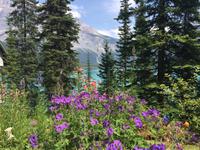 Emerald Lake im Yoho National Park