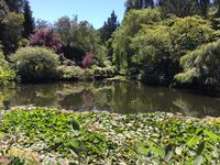 Seerosen und Spiegelung