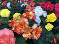 Begonien wie noch nie gesehen