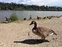 beliebter kanadischer Exportarikel ! 