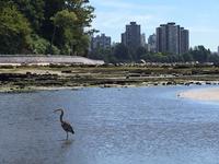 fischen vor der Stadt Vancouver