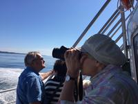 ja wo sind sie denn, die Wale