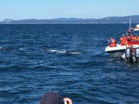 mat hoert ihn, man sieht ihn