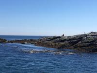 Seeloewen auf Race Rock