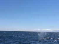 da ist er wieder der Buckelwal