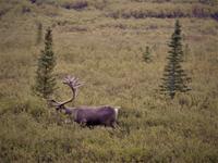 Caribou