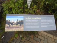 Geweihe zweier Caribous - für immer und ewig verbunden