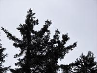 zwei Weißkopfseeadler